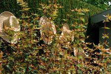 appeltern_225x150_026.jpg