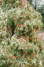 arboretum_150x225_054.jpg