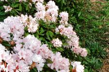 arboretum_225x150_001.jpg