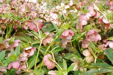 arboretum_225x150_005.jpg