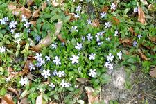 arboretum_225x150_007.jpg