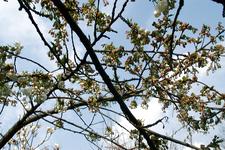 arboretum_225x150_011.jpg