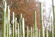 arboretum_225x150_013.jpg