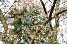 arboretum_225x150_014.jpg