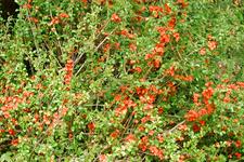 arboretum_225x150_015.jpg