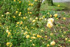 arboretum_225x150_016.jpg