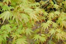arboretum_225x150_017.jpg