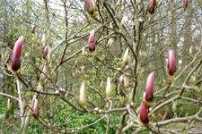 arboretum_225x150_018.jpg