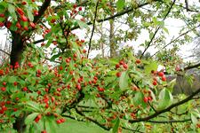 arboretum_225x150_019.jpg