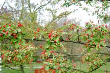 arboretum_225x150_020.jpg