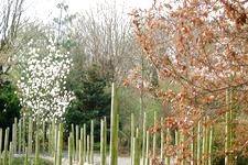 arboretum_225x150_022.jpg