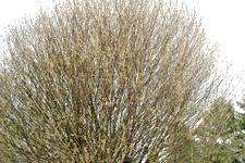 arboretum_225x150_023.jpg