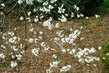 arboretum_225x150_029.jpg