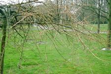 arboretum_225x150_030.jpg