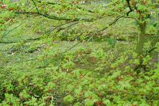 arboretum_225x150_040.jpg