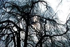 arboretum_225x150_042.jpg