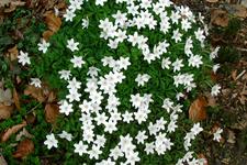 arboretum_225x150_046.jpg