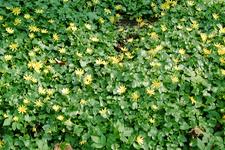 arboretum_225x150_049.jpg
