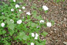 arboretum_225x150_051.jpg
