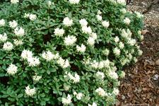 arboretum_225x150_052.jpg