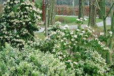 arboretum_225x150_055.jpg