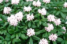 arboretum_225x150_058.jpg