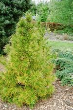 arboretum_150x225_080.jpg