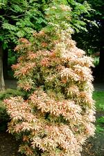 arboretum_150x225_090.jpg