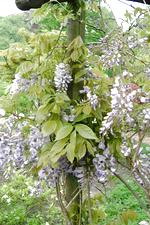 arboretum_150x225_094.jpg