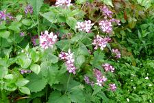 arboretum_225x150_055.jpg