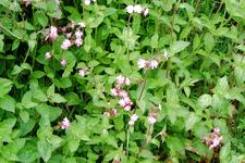 arboretum_225x150_057.jpg