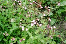 arboretum_225x150_058.jpg