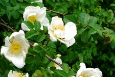arboretum_225x150_062.jpg