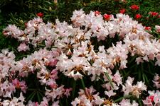 arboretum_225x150_069.jpg