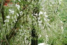 arboretum_225x150_070.jpg
