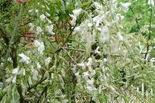 arboretum_225x150_071.jpg