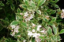 arboretum_225x150_072.jpg