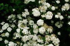 arboretum_225x150_073.jpg