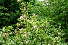 arboretum_225x150_074.jpg