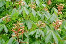 arboretum_225x150_075.jpg