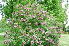 arboretum_225x150_076.jpg