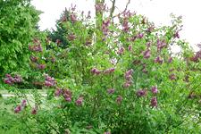 arboretum_225x150_077.jpg