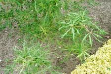 arboretum_225x150_079.jpg
