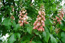 arboretum_225x150_081.jpg