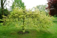 arboretum_225x150_082.jpg