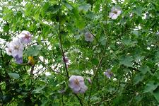 arboretum_225x150_083.jpg