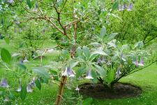 arboretum_225x150_084.jpg
