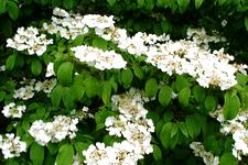 arboretum_225x150_085.jpg