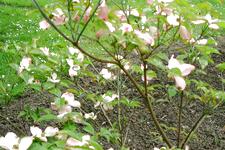 arboretum_225x150_086.jpg