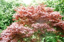 arboretum_225x150_089.jpg